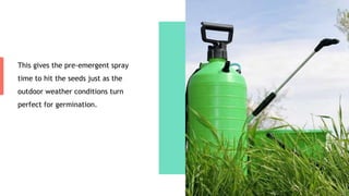This gives the pre-emergent spray
time to hit the seeds just as the
outdoor weather conditions turn
perfect for germination.
 