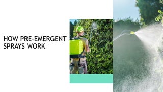 HOW PRE-EMERGENT
SPRAYS WORK
 