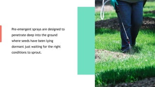 Pre-emergent sprays are designed to
penetrate deep into the ground
where seeds have been lying
dormant just waiting for the right
conditions to sprout.
 