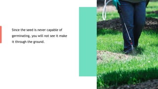 Since the seed is never capable of
germinating, you will not see it make
it through the ground.
 