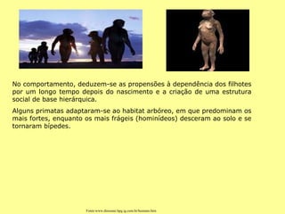 No comportamento, deduzem-se as propensões à dependência dos filhotes por um longo tempo depois do nascimento e a criação de uma estrutura social de base hierárquica. Alguns primatas adaptaram-se ao habitat arbóreo, em que predominam os mais fortes, enquanto os mais frágeis (hominídeos) desceram ao solo e se tornaram bípedes. Fonte:www.dinosaur.hpg.ig.com.br/humano.htm 