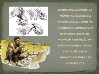 A CONQUISTA DA BIPEDIA, AO
PERMITIR AO HOMINÍDEO A
POSIÇÃO ERECTA, E COMO TAL
A DESLOCAR-SE SOMENTE COM
OS MEMBROS INFERIORES,
FAVORECEU A LIBERTAÇÃO DAS
MÃOS PARA OUTRAS TAREFAS,
COMO A RECOLHA DE
ALIMENTOS E O FABRICO DE
INSTRUMENTOS.
 