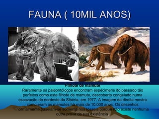 FAUNA ( 10MIL ANOS)




                            Filhote de mamute
   Raramente os paleontólogos encontram espécimens do passado tão
   perfeitos como este filhote de mamute, descoberto congelado numa
 escavação do nordeste da Sibéria, em 1977. A imagem da direita mostra
     como eram os mamutes há mais de 10.000 anos. Os desenhos
normalmente baseiam-se somente nos fósseis porque não existe nenhuma
                     outra prova de sua existência.
 