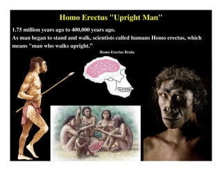 Homo Erectus "Upright Man"
1.75 million years ago to 400,000 years ago.
As man began to stand and walk, scientists called humans Homo erectus, which
means "man who walks upright.”
Homo Erectus Brain
 