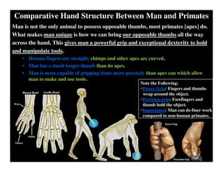 Comparative Hand Structure Between Man and Primates
Man is not the only animal to possess opposable thumbs, most primates [apes] do.
What makes man unique is how we can bring our opposable thumbs all the way
across the hand. This gives man a powerful grip and exceptional dexterity to hold
and manipulate tools.
• Human fingers are straight; chimps and other apes are curved.
• Man has a much longer thumb than do apes.
• Man is more capable of gripping items more precisely than apes can which allow
man to make and use tools.
Note the Following:
Power Grip: Fingers and thumbs
wrap around the object.
Precision grip: Forefingers and
thumb hold the object.
Importance: Man can do finer work
compared to non-human primates.
 