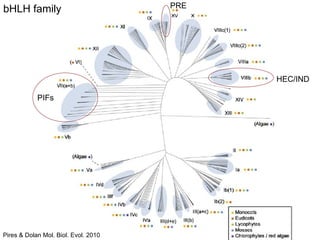 Pires & Dolan   Mol. Biol. Evol. 2010 PIFs HEC/IND PRE bHLH family 