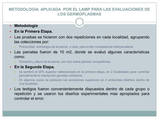 METODOLOGIA  APLICADA  POR EL LAMP PARA LAS EVALUACIONES DE LOS GERMOPLASMASMetodología En la Primera Etapa.Las pruebas se hicieron con dos repeticiones en cada localidad, agrupando las colecciones por:Precocidad, morfología de la planta, o raza, para evitar competencia interparcelaria.Las parcelas fueron de 10 m2, donde se evaluó algunas características como:Floración y altura de la planta, (se hizo sobre plantas competitivas).En la Segunda Etapa.se sembró el 20% superior seleccionado en la primera etapa, en 2 localidades para controlar parcialmente la interacción genotipo ambiente.En algunos casos se probaron las accesiones superiores en 2 ambientes distintos dentro de una localidad.Los testigos fueron convenientemente dispuestos dentro de cada grupo o repetición y se usaron los diseños experimentales mas apropiados para controlar el error.