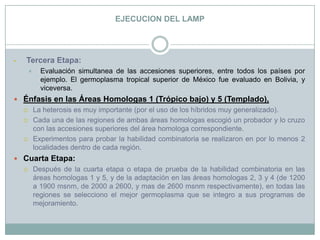 EJECUCION DEL LAMPTercera Etapa:Evaluación simultanea de las accesiones superiores, entre todos los países por ejemplo. El germoplasma tropical superior de México fue evaluado en Bolivia, y viceversa.Énfasis en las Áreas Homologas 1 (Trópico bajo) y 5 (Templado), La heterosis es muy importante (por el uso de los híbridos muy generalizado).Cada una de las regiones de ambas áreas homologas escogió un probador y lo cruzo con las accesiones superiores del área homologa correspondiente.Experimentos para probar la habilidad combinatoria se realizaron en por lo menos 2 localidades dentro de cada región.Cuarta Etapa:Después de la cuarta etapa o etapa de prueba de la habilidad combinatoria en las áreas homologas 1 y 5, y de la adaptación en las áreas homologas 2, 3 y 4 (de 1200 a 1900 msnm, de 2000 a 2600, y mas de 2600 msnm respectivamente), en todas las regiones se selecciono el mejor germoplasma que se integro a sus programas de mejoramiento.