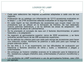 LOGROS DE LAMPCada país selecciono las mejores accesiones adaptadas a cada una de sus regiones.Publicación de un catalogo con información de 12113 accesiones evaluadas en la etapa 1, y de 2794 accesiones selectas evaluadas en la segunda etapa.En cada región se han identificado las accesiones que cruzan mejor con los probadores que se utilizan en la formación de híbridos. Se han detectado nuevos patrones heteroticos, y se ha definido las áreas de adaptación  del germoplasma de altura de Latinoamérica.Se ha precisado el concepto de raza con 2 factores discriminantes: el patrón heterotico, y la adaptación.Se regenero el germoplasma superior, cerca de 3000 accesiones, y se tiene suficiente semilla fresca de las 268 accesiones superiores..Se ha definido los criterios para que cada país escoja las accesiones para hacer una colección núcleo. Asimismo se potencio a cada país para que maneje su propia colección activa.En las AHs 2, 3, 4 se experimento con las dificultades de evaluación por tolerancia a factores adversos de clima y suelo, y resistencia a plagas y enfermedades.Sin embargo se hicieron notables avances en la selección para la tolerancia al frio, resistencia a plagas (Heliothis zea), enfermedades (Fusarium moniliforme) y virosis.Los resultados de LAMP incentivaron e uso de germoplasma foráneo, caso USA por ejemplo.