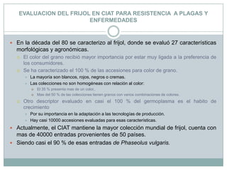 EVALUACION DEL FRIJOL EN CIAT PARA RESISTENCIA  A PLAGAS Y ENFERMEDADES  En la década del 80 se caracterizo al frijol, donde se evaluó 27 características morfológicas y agronómicas.El color del grano recibió mayor importancia por estar muy ligada a la preferencia de los consumidores.Se ha caracterizado el 100 % de las accesiones para color de grano.La mayoría son blancos, rojos, negros o cremas.Las colecciones no son homogéneas con relación al color:El 35 % presenta mas de un color,.Mas del 50 % de las colecciones tienen granos con varios combinaciones de colores.Otro descriptor evaluado en casi el 100 % del germoplasma es el habito de crecimientoPor su importancia en la adaptación a las tecnologías de producción.Hay casi 10000 accesiones evaluadas para esas características.Actualmente, el CIAT mantiene la mayor colección mundial de frijol, cuenta con mas de 40000 entradas provenientes de 50 países.Siendo casi el 90 % de esas entradas de Phaseolus vulgaris.