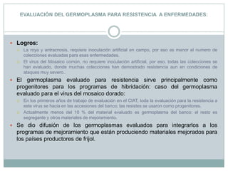 EVALUACIÓN DEL GERMOPLASMA PARA RESISTENCIA  A ENFERMEDADES:Logros:La roya y antracnosis, requiere inoculación artificial en campo, por eso es menor el numero de colecciones evaluadas para esas enfermedades.El virus del Mosaico común, no requiere inoculación artificial, por eso, todas las colecciones se han evaluado, donde muchas colecciones han demostrado resistencia aun en condiciones de ataques muy severo..El germoplasma evaluado para resistencia sirve principalmente como progenitores para los programas de hibridación: caso del germoplasma evaluado para el virus del mosaico dorado:En los primeros años de trabajo de evaluación en el CIAT, toda la evaluación para la resistencia a este virus se hacia en las accesiones del banco; las resistes se usaron como progenitores.Actualmente menos del 10 % del material evaluado es germoplasma del banco; el resto es segregante y otros materiales de mejoramiento.Se dio difusión de los germoplasmas evaluados para integrarlos a los programas de mejoramiento que están produciendo materiales mejorados para los países productores de frijol.