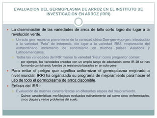 EVALUACION DEL GERMOPLASMA DE ARROZ EN EL INSTITUTO DE INVESTIGACION EN ARROZ (IRRI)La diseminación de las variedades de arroz de tallo corto logro dio lugar a la revolución verde.Un solo gen  recesivo proveniente de la variedad china Dee-geo-woo-gen, introducido a la variedad “Peta” de indonesia, dio lugar a la variedad IRB8, responsable del extraordinario incremento de rendimiento en muchos países Asiáticos y Latinoamericanos.Todas las variedades del IRRI tienen la variedad “Peta” como progenitor común: por ejemplo, las variedades creadas con un amplio rango de adaptación como IR 28 se han formando combinando fuentes de resistencia basadas en un solo gene.Para evitar el peligro que significa uniformizar el germoplasma mejorado a nivel mundial, IRRI ha organizado su programa de mejoramiento para hacer el uso de todo el germoplasma de arroz disponible.Énfasis del IRRI:Evaluación de muchas características en diferentes etapas del mejoramiento.Quince características morfológicas evaluadas rutinariamente así como cinco enfermedades, cinco plagas y varios problemas del suelo.