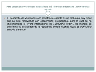 Para Seleccionar Variedades Resistentes a la Pudrición Bacteriana (Xanthomonasoryzae).El desarrollo de variedades con resistencia estable es un problema muy difícil que se esta resolviendo con cooperación internacional, para lo cual se ha implementado el vivero internacional de Pyricularia (IRBN), de manera de determinar la estabilidad de la resistencia contra muchas razas de Pyricularia en todo el mundo.