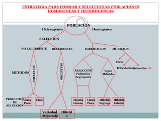 ESTRATEGIA PARA FORMAR Y SELECCIONAR POBLACIONESHOMOGENEAS Y HETEROGENEASPOBLACIÓNHeterogéneaHomogéneaSELECCIONNO RECURRENTERECURRENTEHIBRIDACIONMUTACIONPerseHibridaciónSelecciónSELECCIÓNPoblación SegreganteVigorHibridoSELECCIONSELECCIONMETODOSPRODUCTOS DE SELECCIÓNLíneaPuraClonMezclaLíneasLíneaPuraHibridoSegregaHibridoEstableHibridoVariedadMejorada