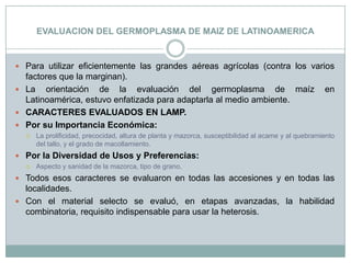 EVALUACION DEL GERMOPLASMA DE MAIZ DE LATINOAMERICAPara utilizar eficientemente las grandes aéreas agrícolas (contra los varios factores que la marginan).La orientación de la evaluación del germoplasma de maíz en Latinoamérica, estuvo enfatizada para adaptarla al medio ambiente.CARACTERES EVALUADOS EN LAMP.Por su Importancia Económica:La prolificidad, precocidad, altura de planta y mazorca, susceptibilidad al acame y al quebramiento del tallo, y el grado de macollamiento.Por la Diversidad de Usos y Preferencias:Aspecto y sanidad de la mazorca, tipo de grano.Todos esos caracteres se evaluaron en todas las accesiones y en todas las localidades.Con el material selecto se evaluó, en etapas avanzadas, la habilidad combinatoria, requisito indispensable para usar la heterosis.