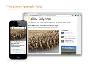 The Optimum Approach - Feeds
 