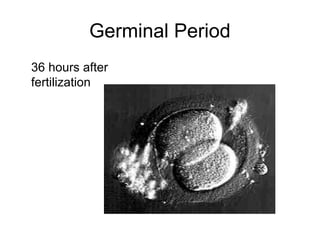 Germinal Period
36 hours after
fertilization
 