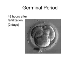 Germinal Period
48 hours after
fertilization
(2 days)
 