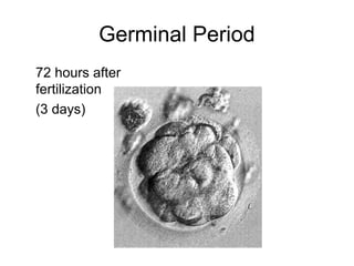 Germinal Period
72 hours after
fertilization
(3 days)
 