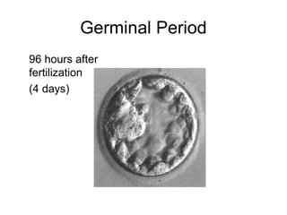 Germinal Period
96 hours after
fertilization
(4 days)
 