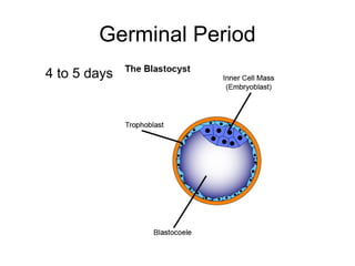 Germinal Period
4 to 5 days
 