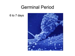 Germinal Period
6 to 7 days
 