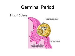 Germinal Period
11 to 15 days
 