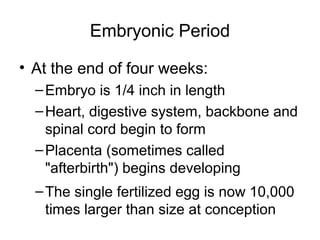 Embryonic Period
• At the end of four weeks:
–Embryo is 1/4 inch in length
–Heart, digestive system, backbone and
spinal cord begin to form
–Placenta (sometimes called
"afterbirth") begins developing
–The single fertilized egg is now 10,000
times larger than size at conception
 