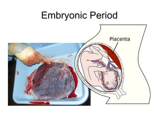 Embryonic Period
 