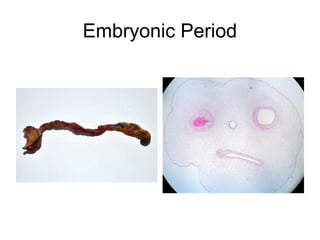 Embryonic Period
 