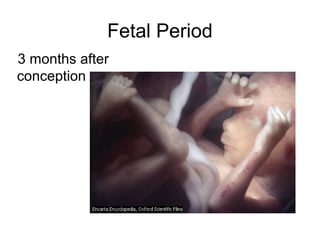 3 months after
conception
Fetal Period
 
