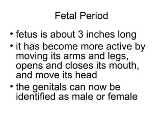 Fetal Period
• fetus is about 3 inches long
• it has become more active by
moving its arms and legs,
opens and closes its mouth,
and move its head
• the genitals can now be
identified as male or female
 