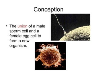 Conception
• The union of a male
sperm cell and a
female egg cell to
form a new
organism.
 