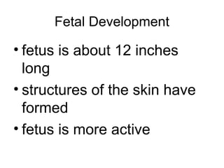 Fetal Development
• fetus is about 12 inches
long
• structures of the skin have
formed
• fetus is more active
 