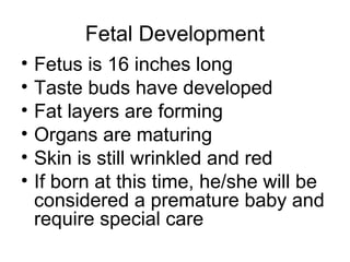 Fetal Development
• Fetus is 16 inches long
• Taste buds have developed
• Fat layers are forming
• Organs are maturing
• Skin is still wrinkled and red
• If born at this time, he/she will be
considered a premature baby and
require special care
 