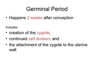 Germinal Period
• Happens 2 weeks after conception
Includes:
• creation of the zygote;
• continued cell division; and
• the attachment of the zygote to the uterine
wall
 