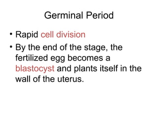 Germinal Period
• Rapid cell division
• By the end of the stage, the
fertilized egg becomes a
blastocyst and plants itself in the
wall of the uterus.
 
