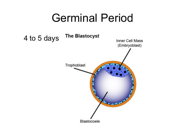 28+ Germinal Stage Images PNG