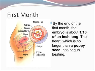 First Month
By the end of the
first month, the
embryo is about 1/10
of an inch long. The
heart, which is no
larger than a poppy
seed, has begun
beating.
 