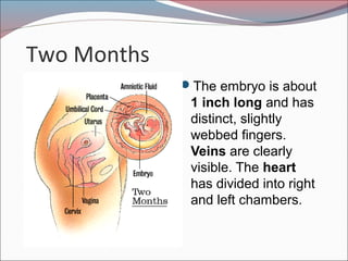Two Months
The embryo is about
1 inch long and has
distinct, slightly
webbed fingers.
Veins are clearly
visible. The heart
has divided into right
and left chambers.
 