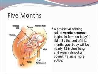 Five Months
A protective coating
called vernix caseosa
begins to form on baby's
skin. By the end of this
month, your baby will be
nearly 12 inches long
and weigh almost a
pound. Fetus is more
active.
 