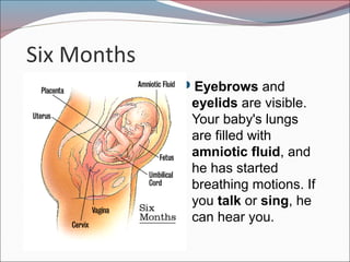 Six Months
Eyebrows and
eyelids are visible.
Your baby's lungs
are filled with
amniotic fluid, and
he has started
breathing motions. If
you talk or sing, he
can hear you.
 