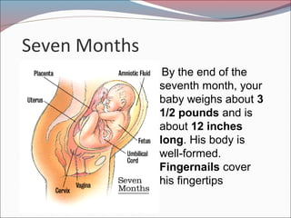 Seven Months
By the end of the
seventh month, your
baby weighs about 3
1/2 pounds and is
about 12 inches
long. His body is
well-formed.
Fingernails cover
his fingertips
 