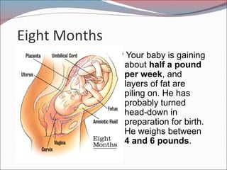Eight Months
Your baby is gaining
about half a pound
per week, and
layers of fat are
piling on. He has
probably turned
head-down in
preparation for birth.
He weighs between
4 and 6 pounds.
 