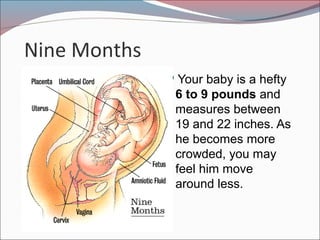 Nine Months
Your baby is a hefty
6 to 9 pounds and
measures between
19 and 22 inches. As
he becomes more
crowded, you may
feel him move
around less.
 