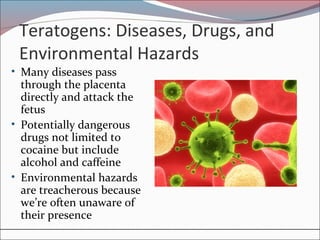Teratogens: Diseases, Drugs, and
Environmental Hazards
• Many diseases pass
through the placenta
directly and attack the
fetus
• Potentially dangerous
drugs not limited to
cocaine but include
alcohol and caffeine
• Environmental hazards
are treacherous because
we’re often unaware of
their presence
 
