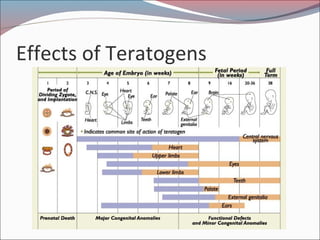 Effects of Teratogens
 