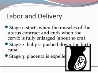 Labor and Delivery
Stage 1: starts when the muscles of the
uterus contract and ends when the
cervix is fully enlarged (about 10 cm)
Stage 2: baby is pushed down the birth
canal
Stage 3: placenta is expelled
 