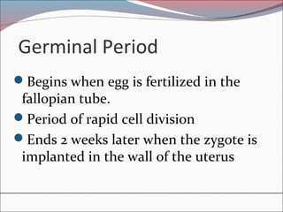 Germinal Period
Begins when egg is fertilized in the
fallopian tube.
Period of rapid cell division
Ends 2 weeks later when the zygote is
implanted in the wall of the uterus
 