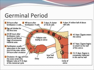 Germinal Period
 